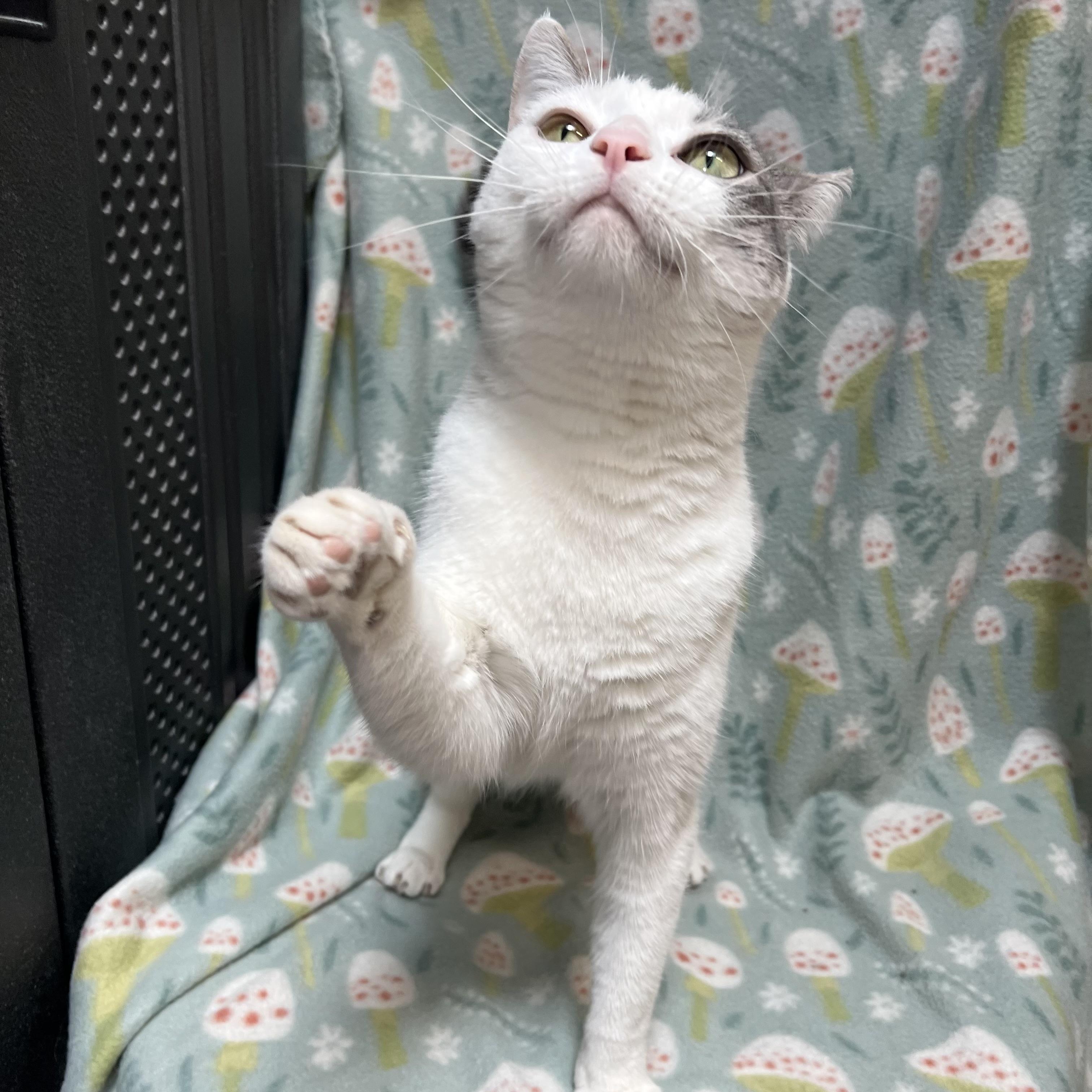 Enlarge Joy, a Adoptable Domestic Short Hair in Fairmont, MN image 6/6