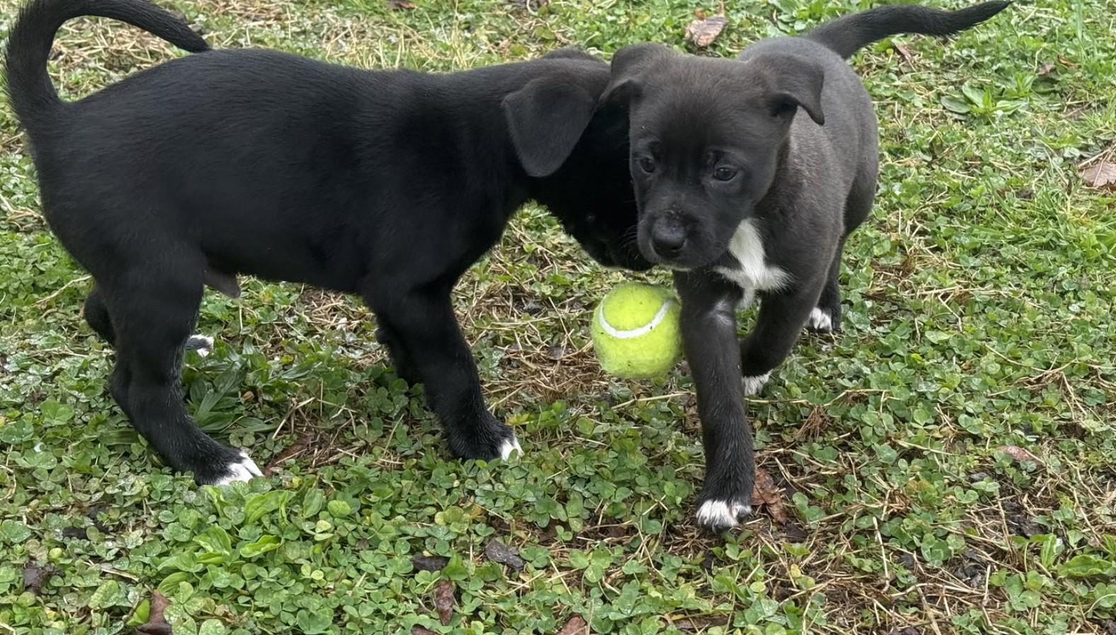 Enlarge Mercedes, an adopted mixed breed in Landenberg, PA image 2/4