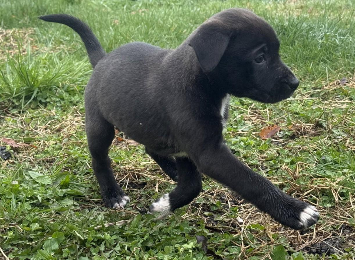 Enlarge Mercedes, an adopted mixed breed in Landenberg, PA image 3/4