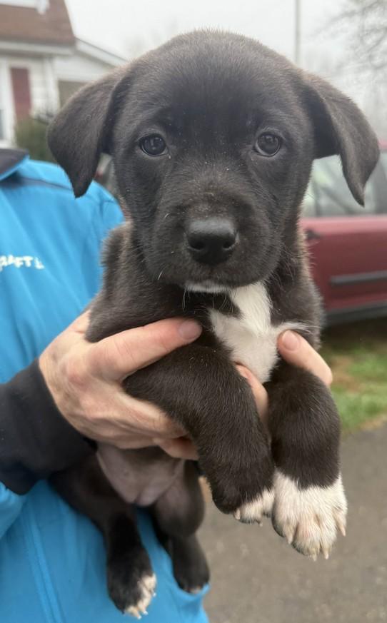 Mercedes, adopted, Puppy Female Border Collie.