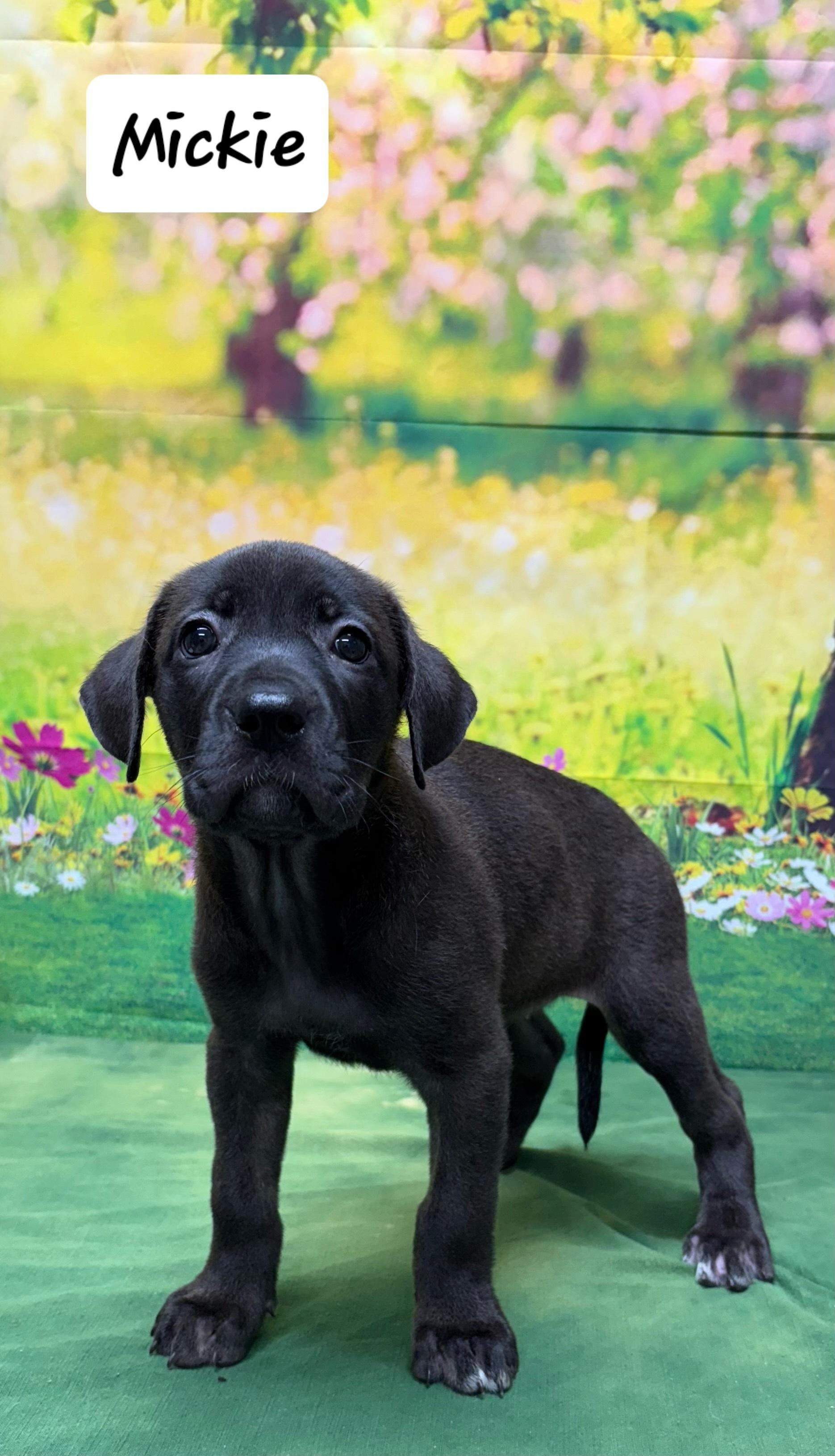 Mickkie, Baby Female Labrador Retriever