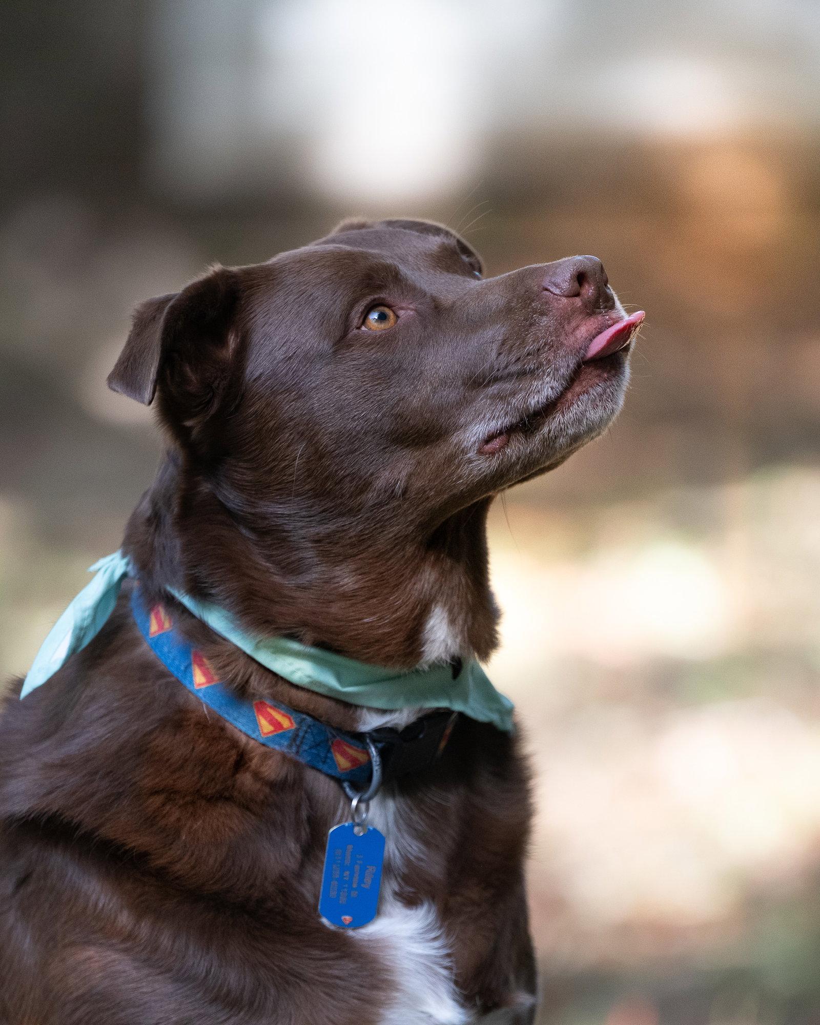 RILEY, Adoptable, Adult Male Labrador Retriever.