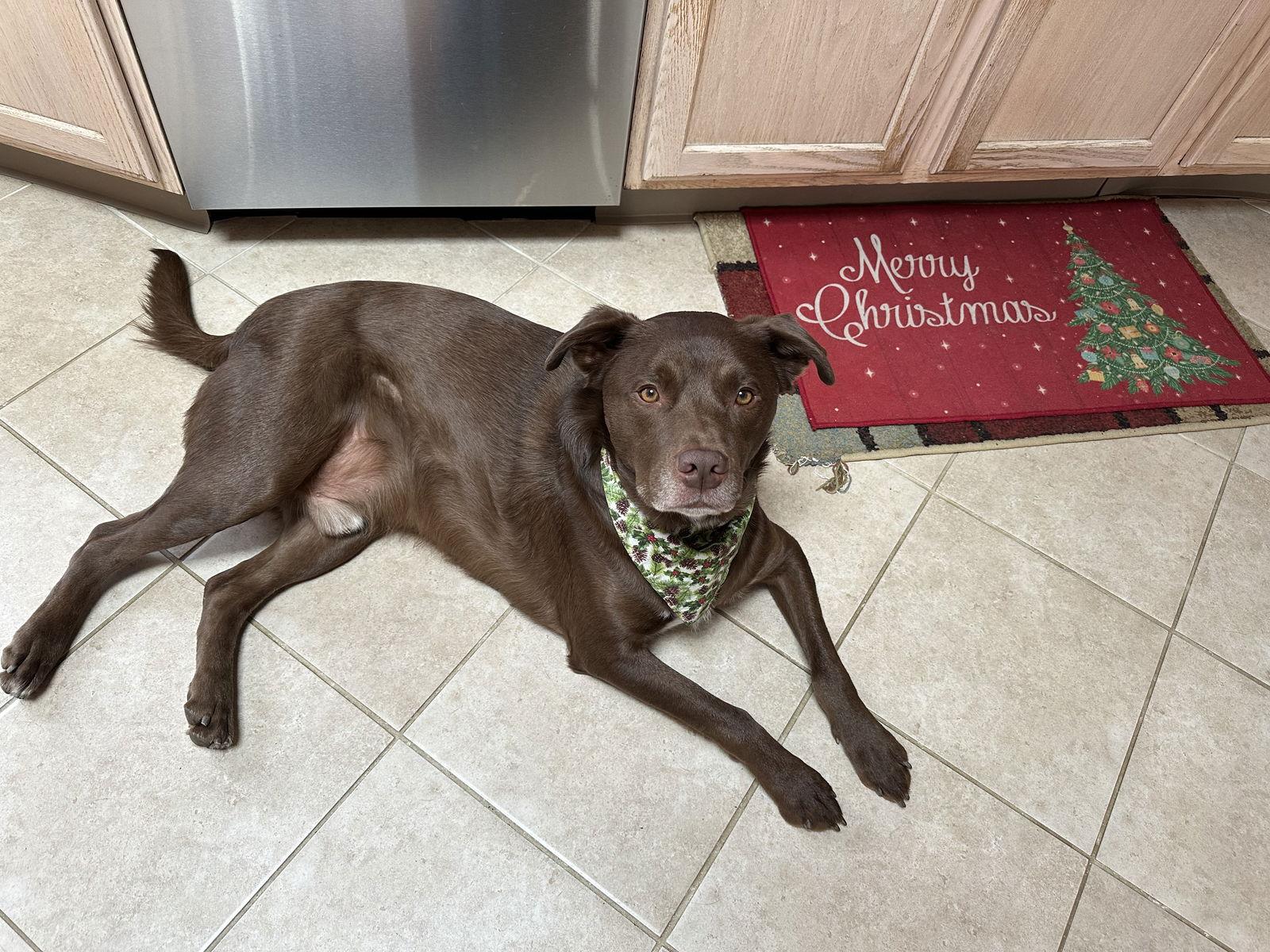 Enlarge RILEY, a Adoptable Labrador Retriever in Holbrook, NY image 1/3