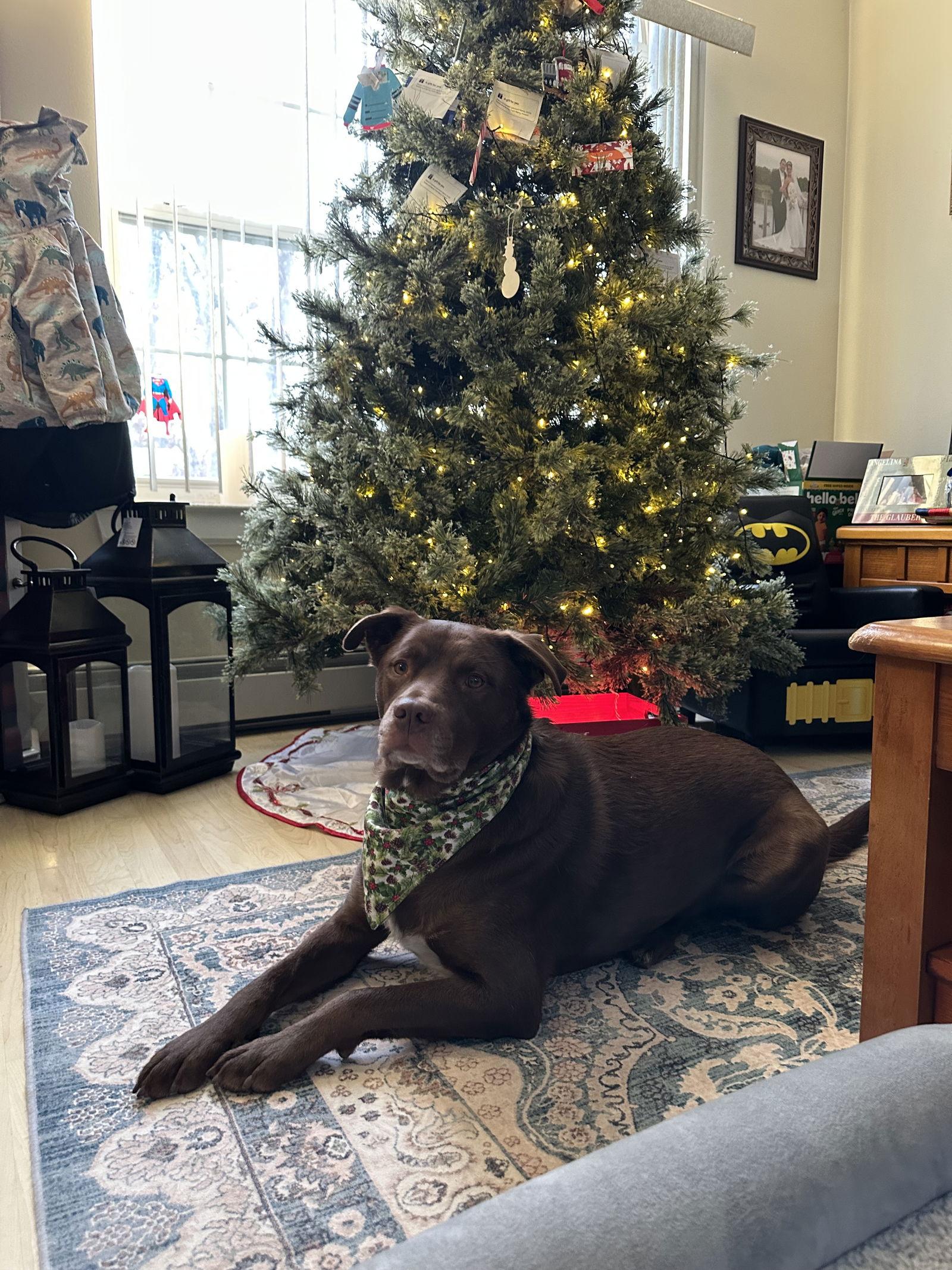 Enlarge RILEY, a Adoptable Labrador Retriever in Holbrook, NY image 2/3