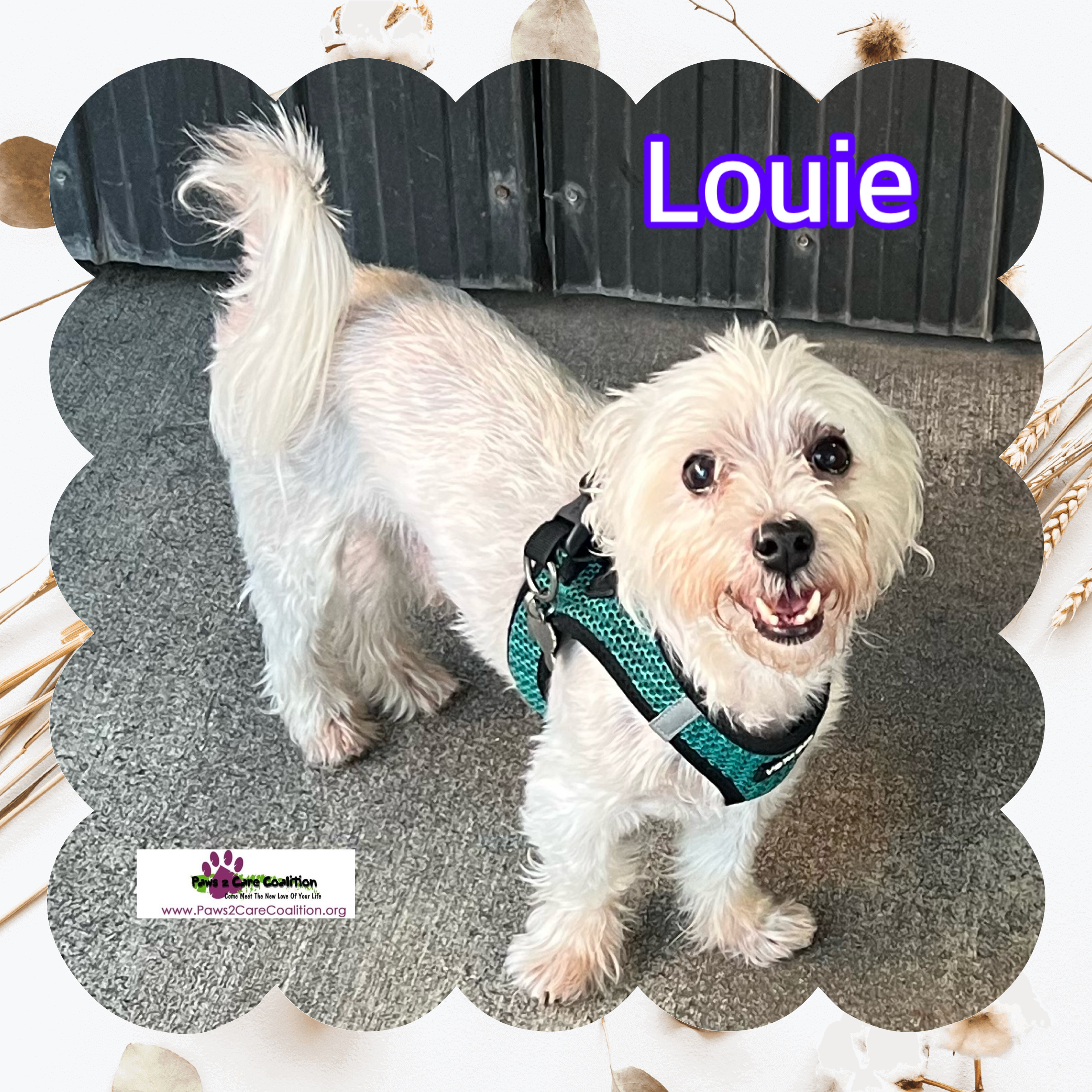 Louie, an adopted Maltese in Hollywood, FL_image-1