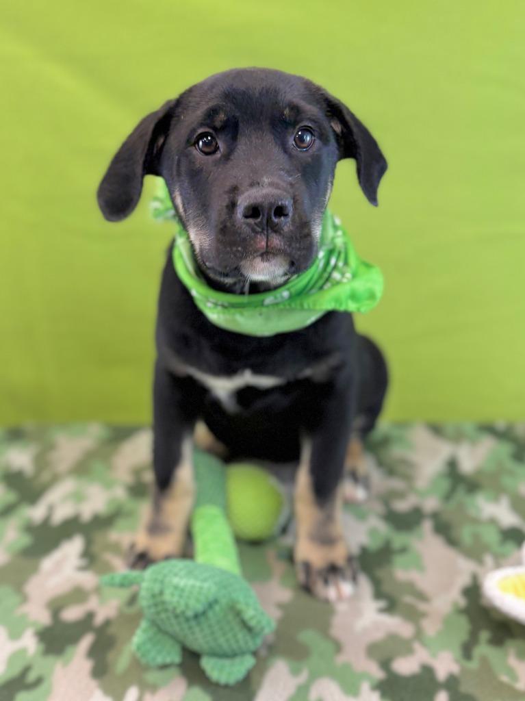Enlarge Lizard, a Adoptable mixed breed in Nacogdoches, TX image 1/5