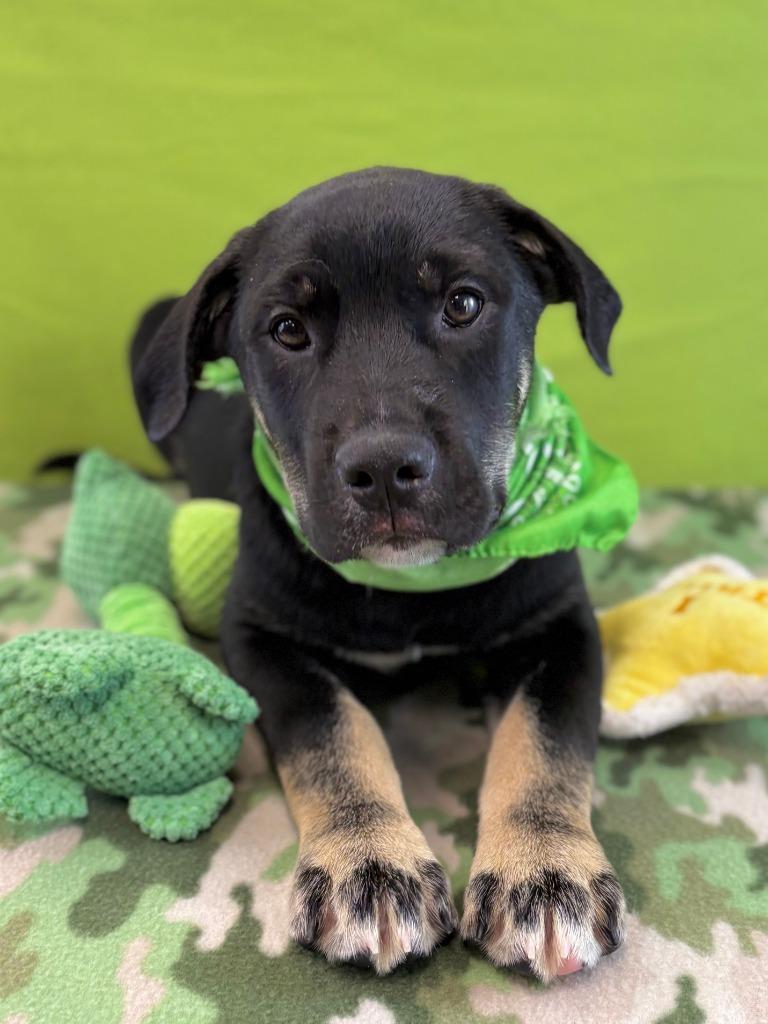 Enlarge Lizard, a Adoptable mixed breed in Nacogdoches, TX image 2/5
