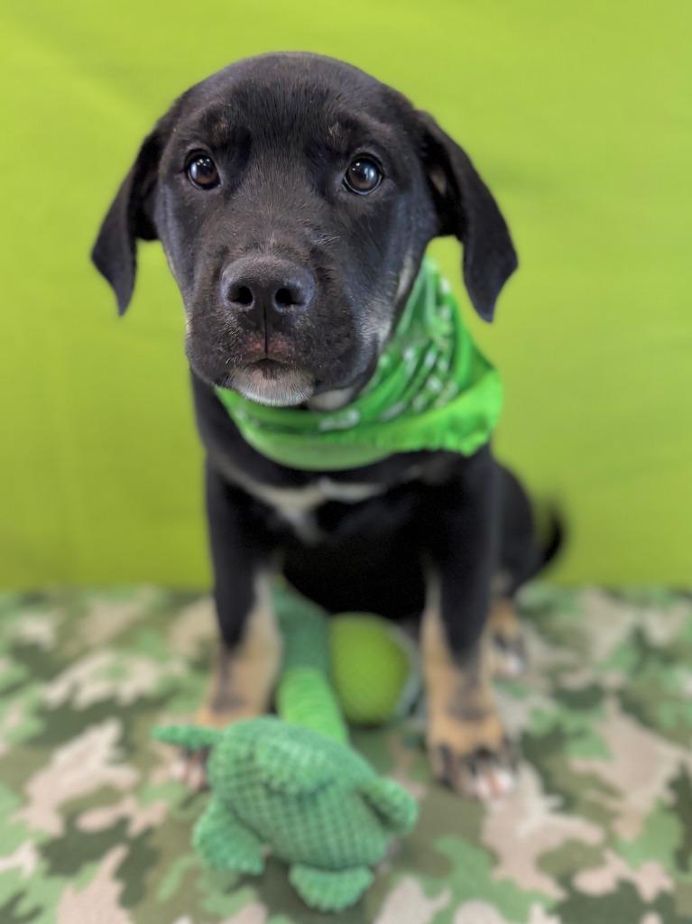 Enlarge Lizard, a Adoptable mixed breed in Nacogdoches, TX image 3/5