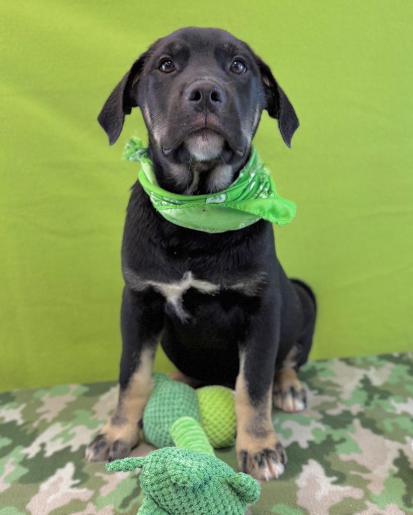 Enlarge Lizard, a Adoptable mixed breed in Nacogdoches, TX image 4/5