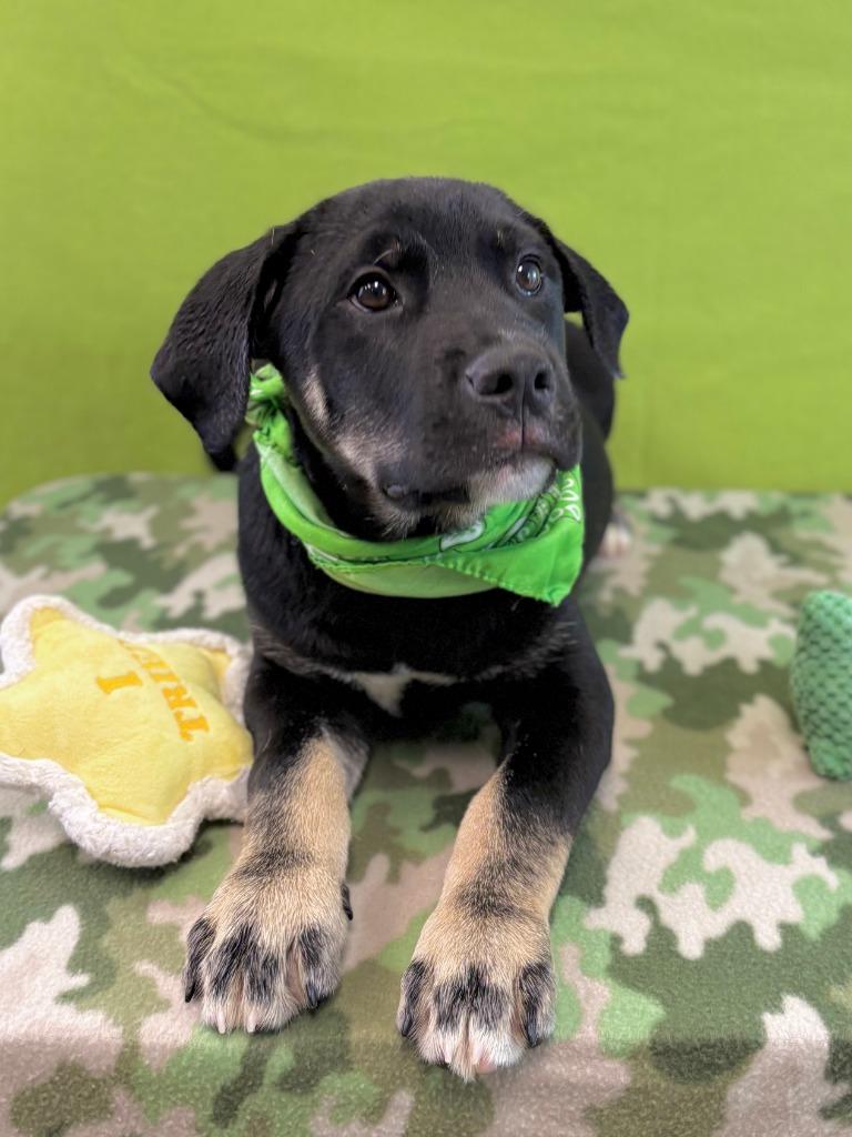 Enlarge Lizard, a Adoptable mixed breed in Nacogdoches, TX image 5/5