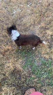 Fluffy, a Adoptable Chihuahua in Bradenton, FL image 1/6