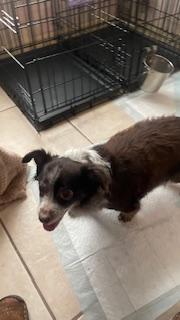 Fluffy, Adoptable, Senior Female Chihuahua.