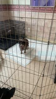 Fluffy, a Adoptable Chihuahua in Bradenton, FL image 3/6