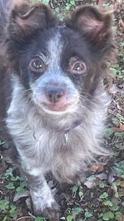 Enlarge Fluffy, a Adoptable Chihuahua in Bradenton, FL image 3/6