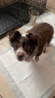 Fluffy, a Adoptable Chihuahua in Bradenton, FL image 4/6