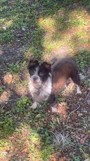 Enlarge Fluffy, a Adoptable Chihuahua in Bradenton, FL image 5/6