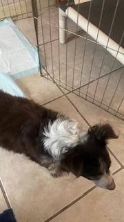 Fluffy, a Adoptable Chihuahua in Bradenton, FL image 5/6