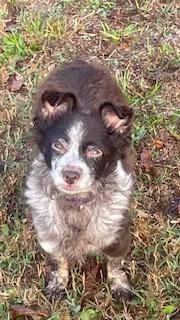 Enlarge Fluffy, a Adoptable Chihuahua in Bradenton, FL image 6/6