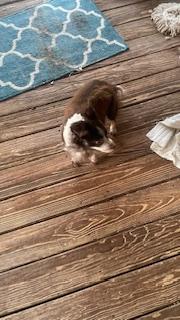 Fluffy, a Adoptable Chihuahua in Bradenton, FL image 6/6