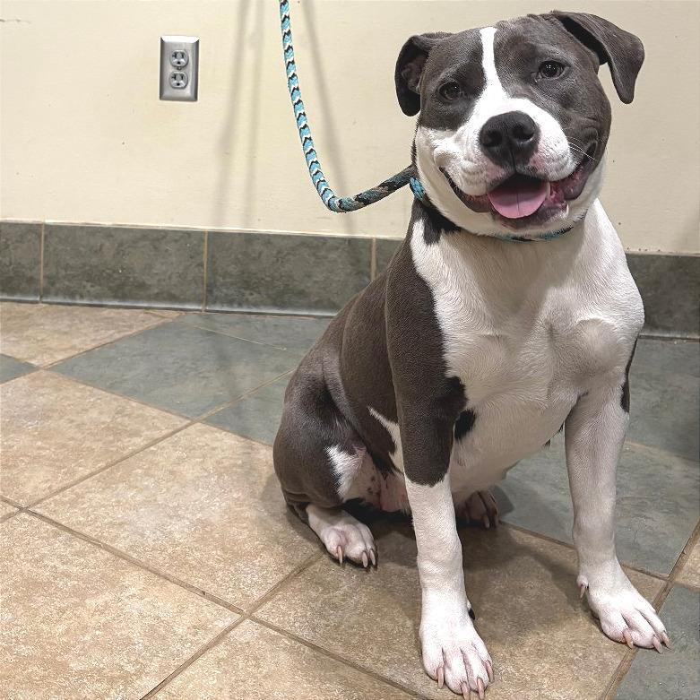 Luna Moon — thumbnail 2