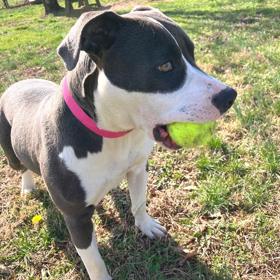 Luna Moon — thumbnail 3