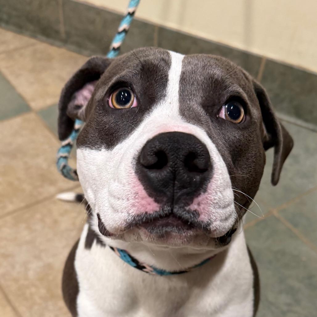 Luna Moon — thumbnail 4