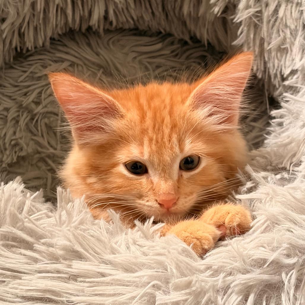 Clark Kent, Adoptable, Kitten Male Domestic Long Hair.