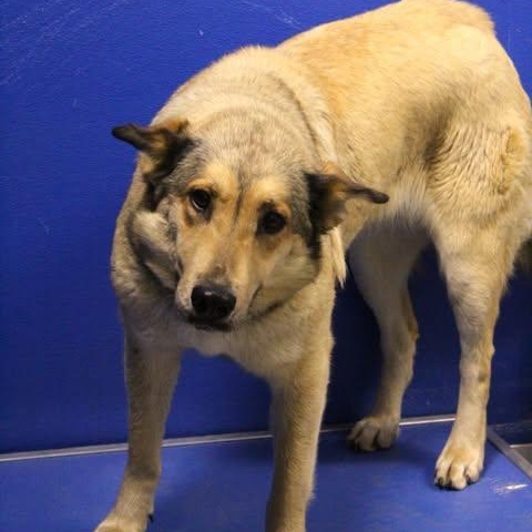 Enlarge 26-01076 RUFFLES, a ADOPTABLE mixed breed in Fredericksburg, VA image 2/2