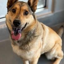 26-01076 RUFFLES, ADOPTABLE, Adult Female German Shepherd Dog.