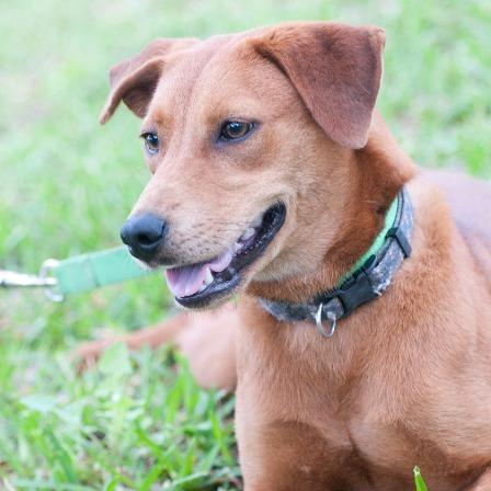 Enlarge Red, a Adoptable mixed breed in Fulton, TX image 1/3