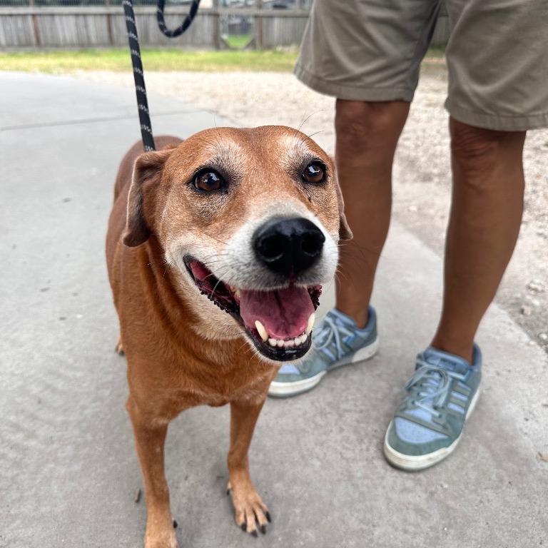 Enlarge Red, a Adoptable mixed breed in Fulton, TX image 2/3