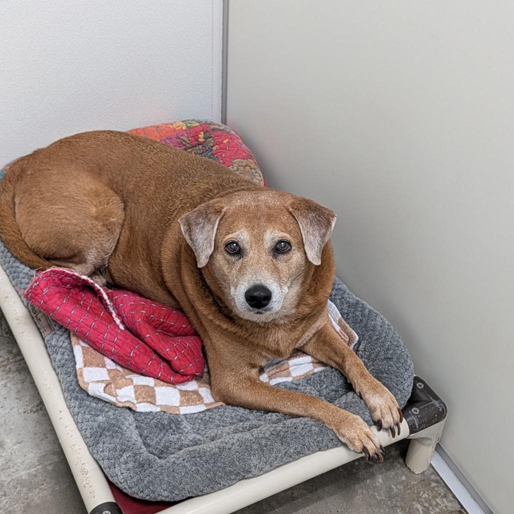 Enlarge Red, a Adoptable mixed breed in Fulton, TX image 3/3