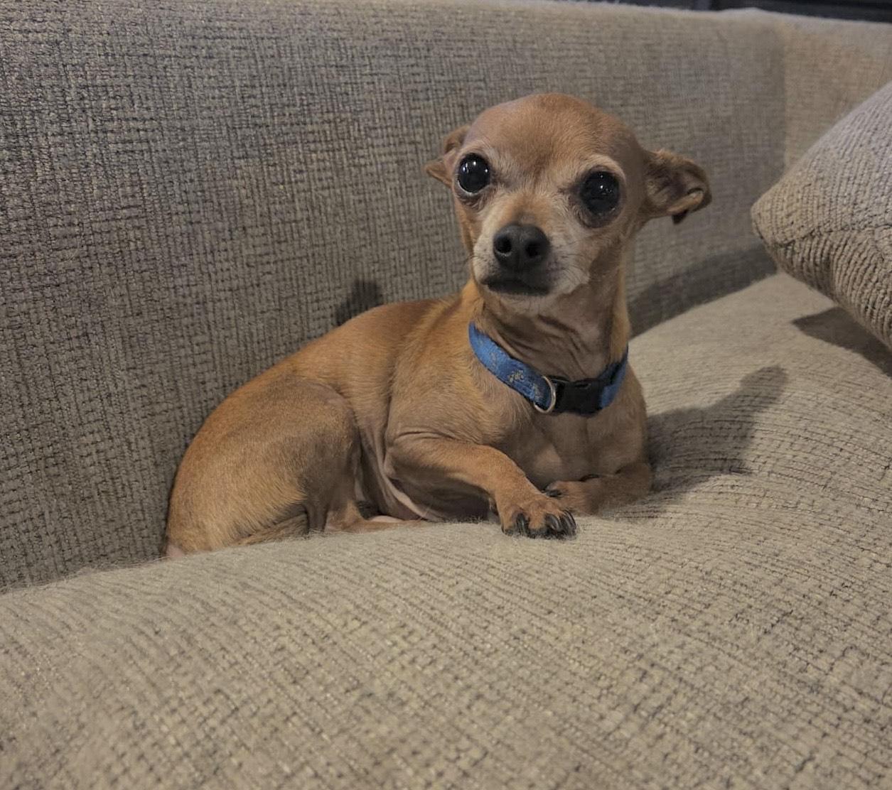 Enlarge Jota, a Adoptable Chihuahua in Huson, MT image 1/6