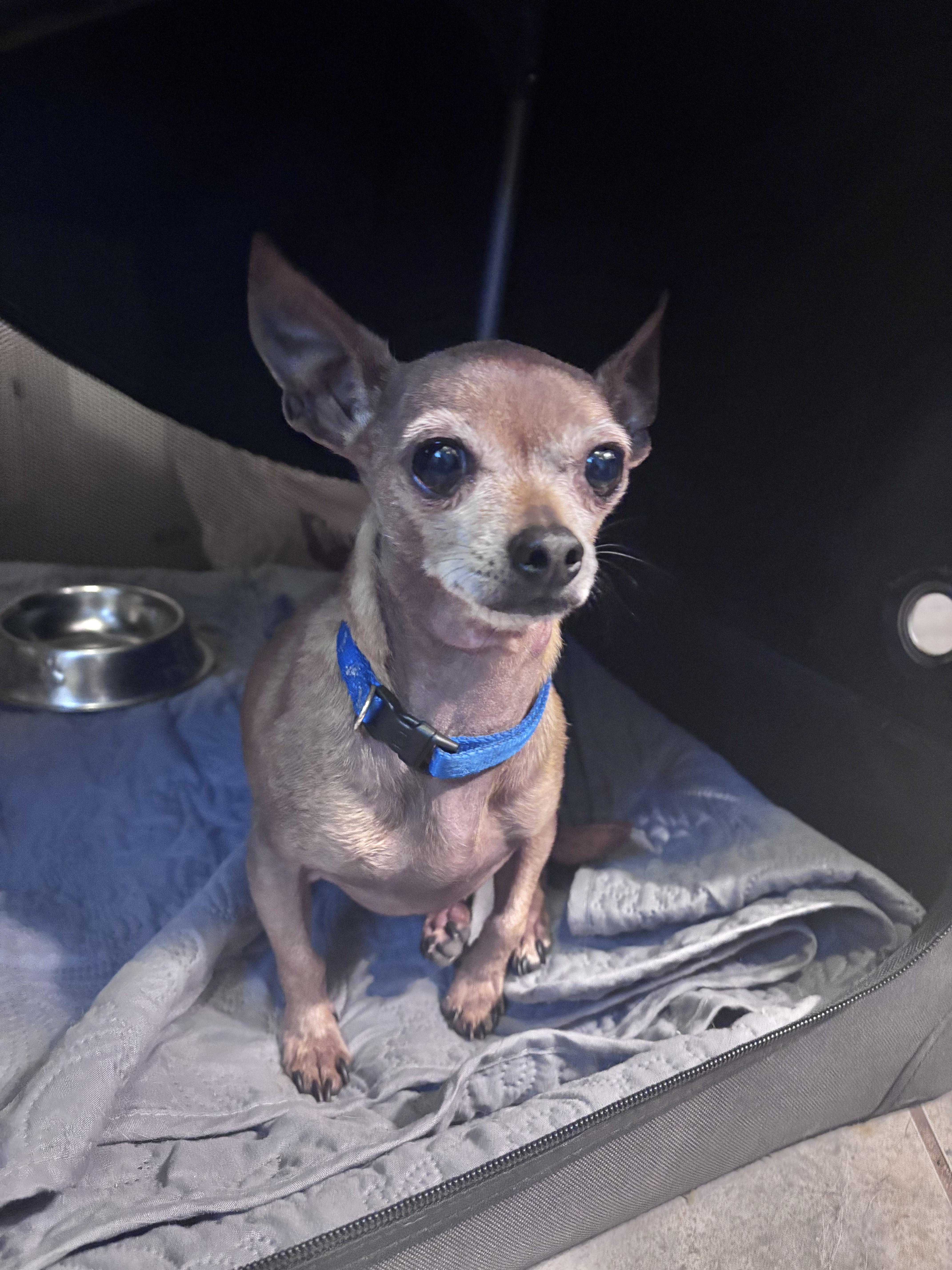 Enlarge Jota, a Adoptable Chihuahua in Huson, MT image 2/6