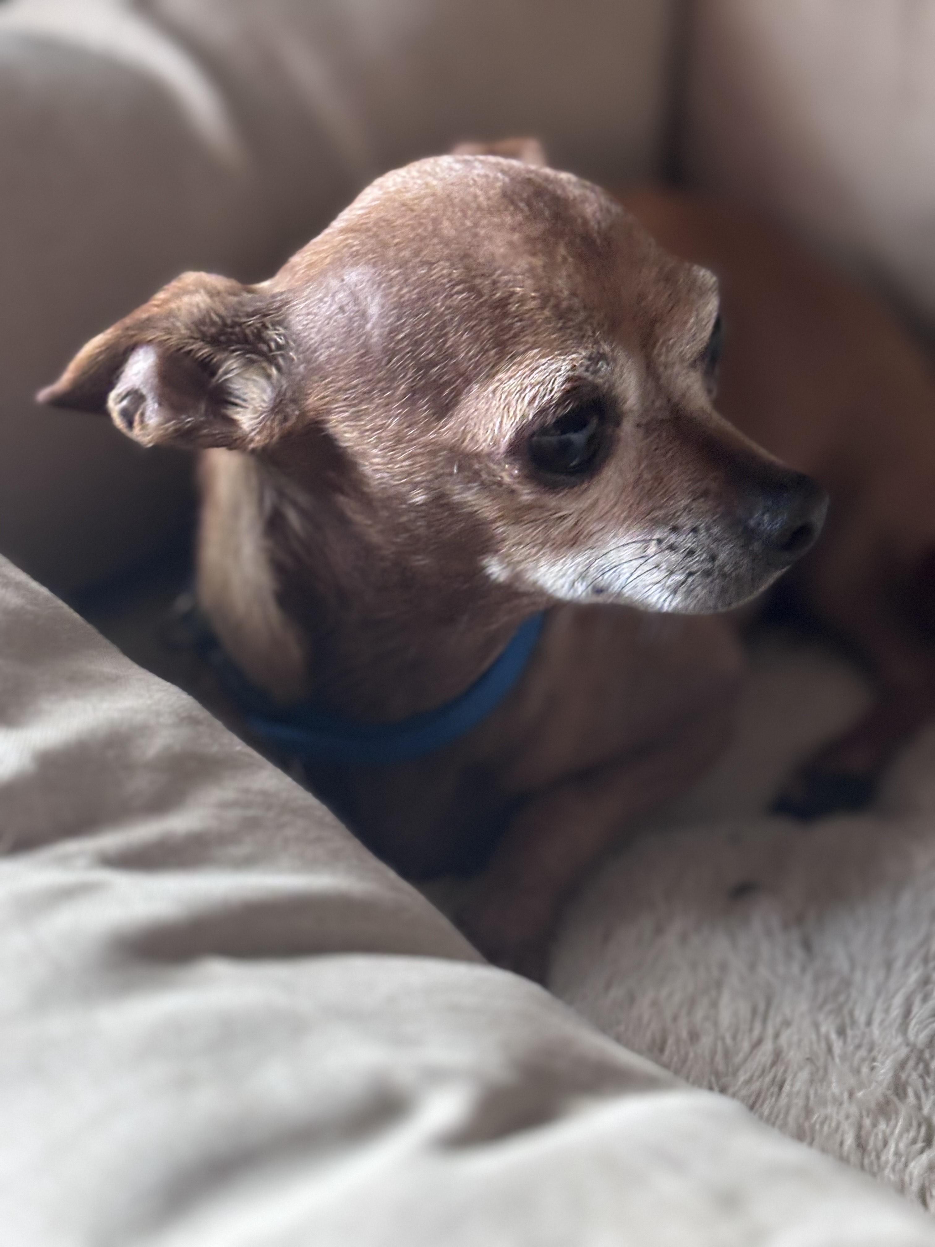 Enlarge Jota, a Adoptable Chihuahua in Huson, MT image 3/6