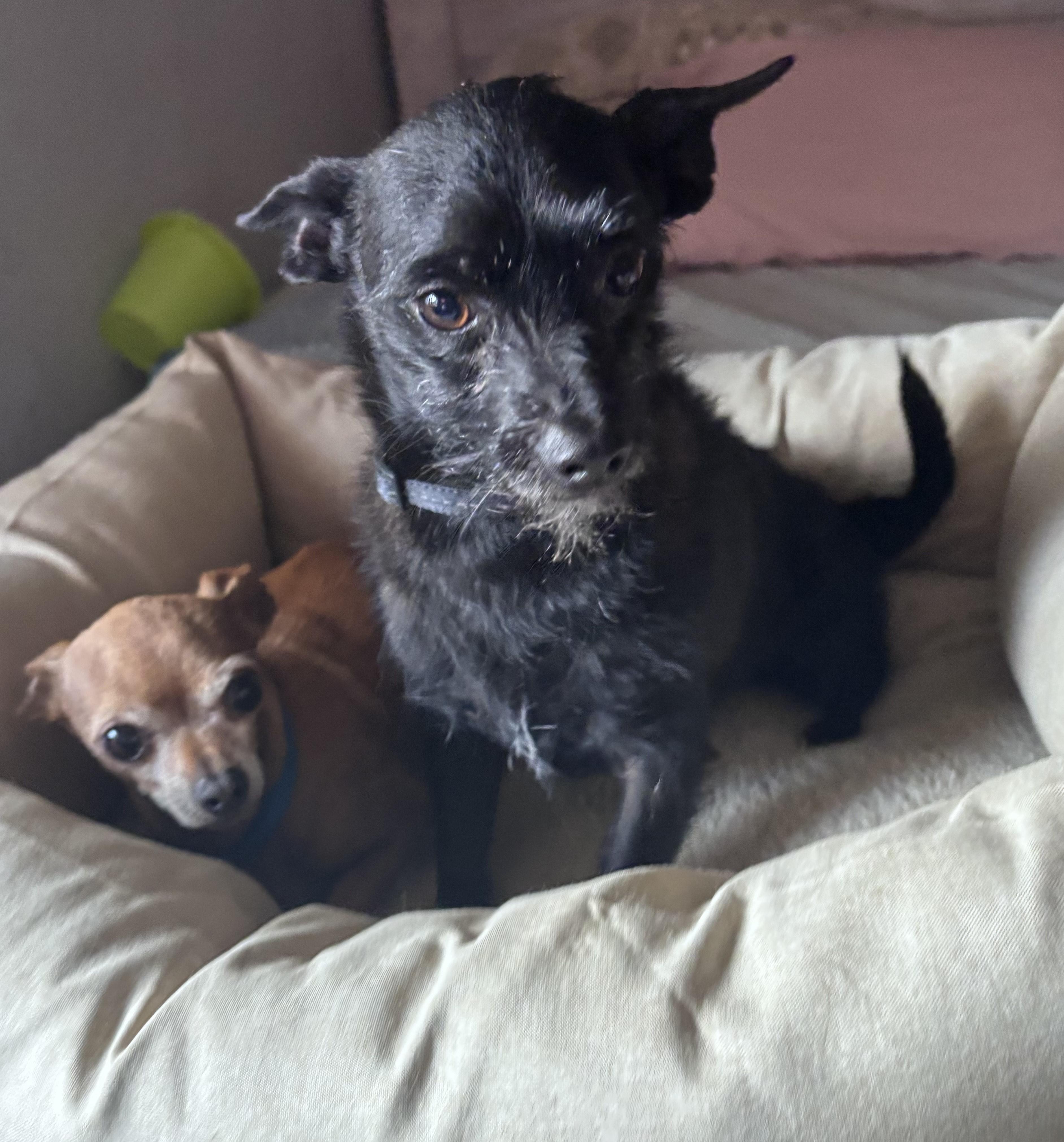 Enlarge Jota, a Adoptable Chihuahua in Huson, MT image 4/6