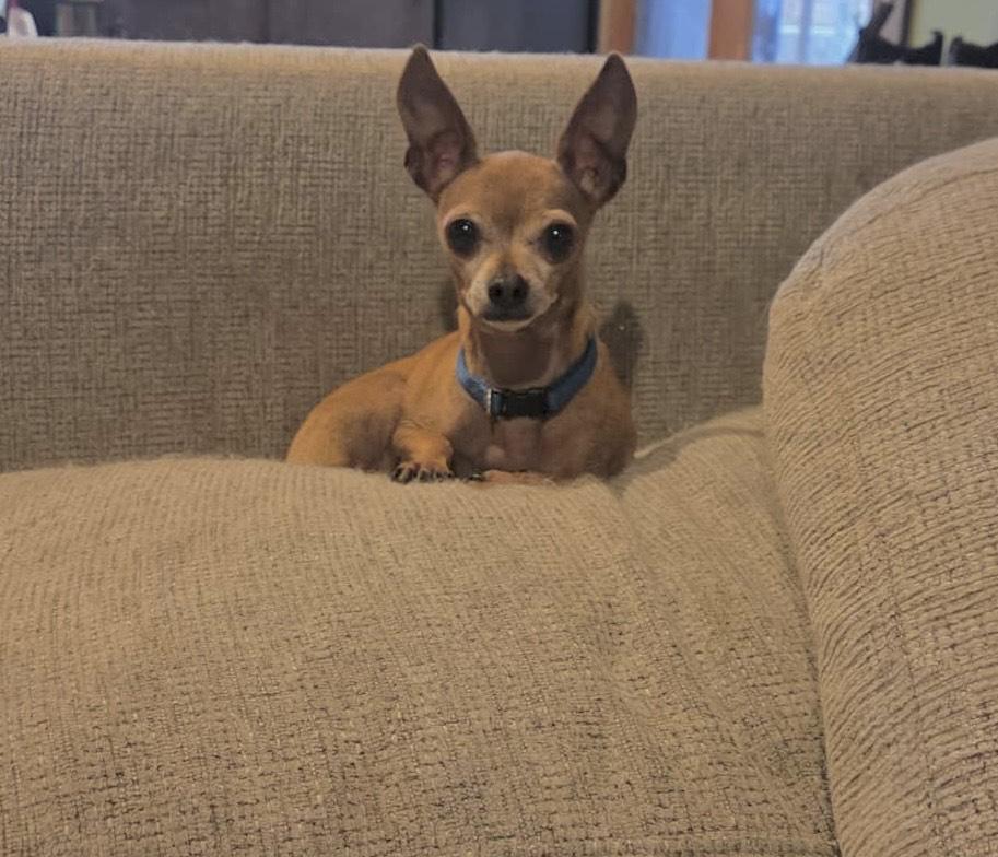 Enlarge Jota, a Adoptable Chihuahua in Huson, MT image 5/6