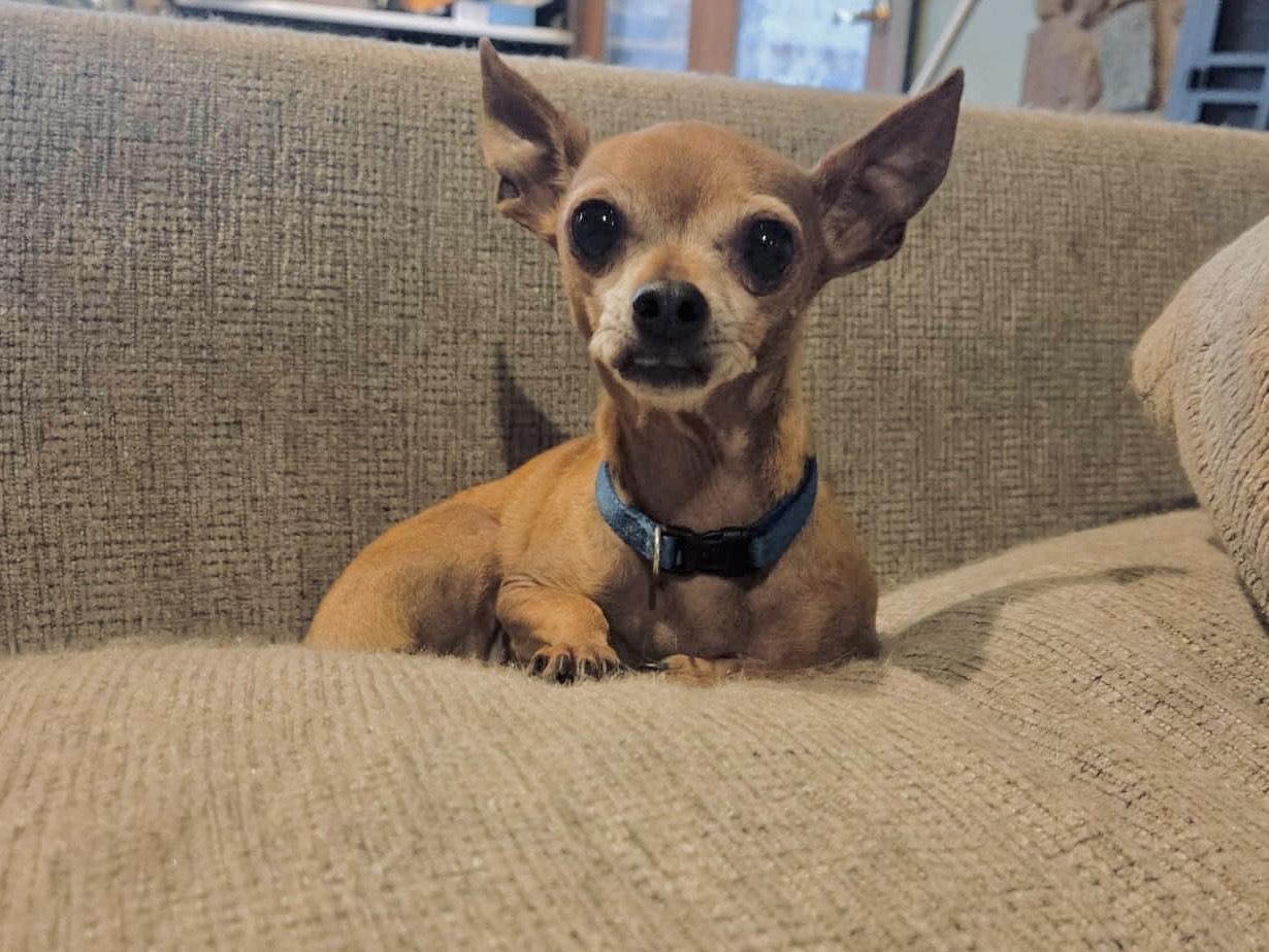 Enlarge Jota, a Adoptable Chihuahua in Huson, MT image 6/6