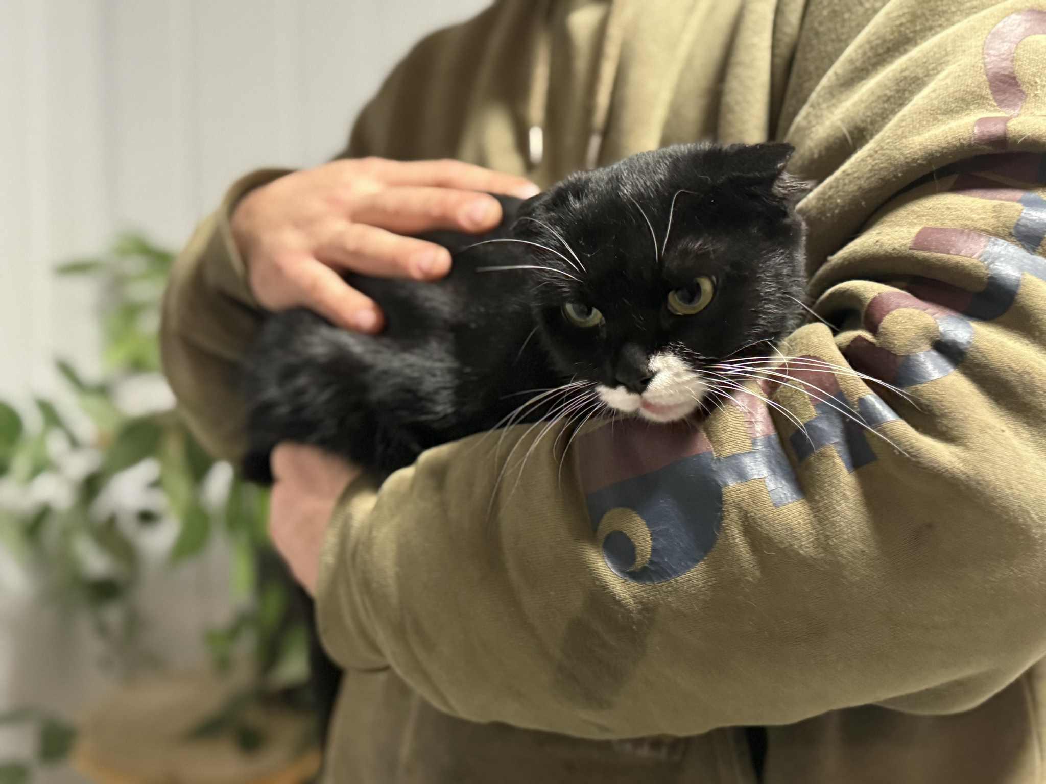 Frostbite, ADOPTABLE, Adult Female Scottish Fold & Domestic Short Hair.