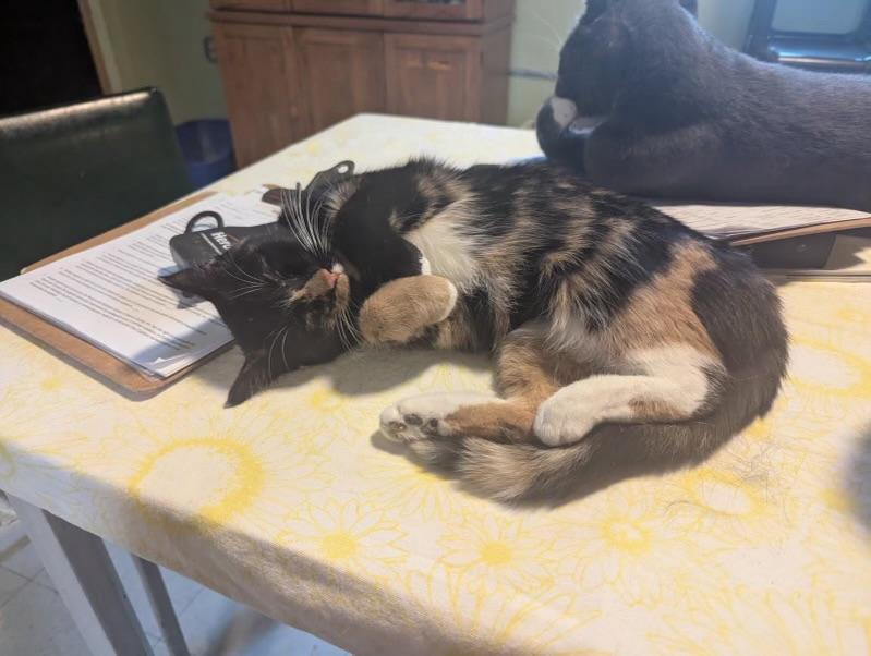 Premadonna, Adoptable, Adult Female Domestic Short Hair.