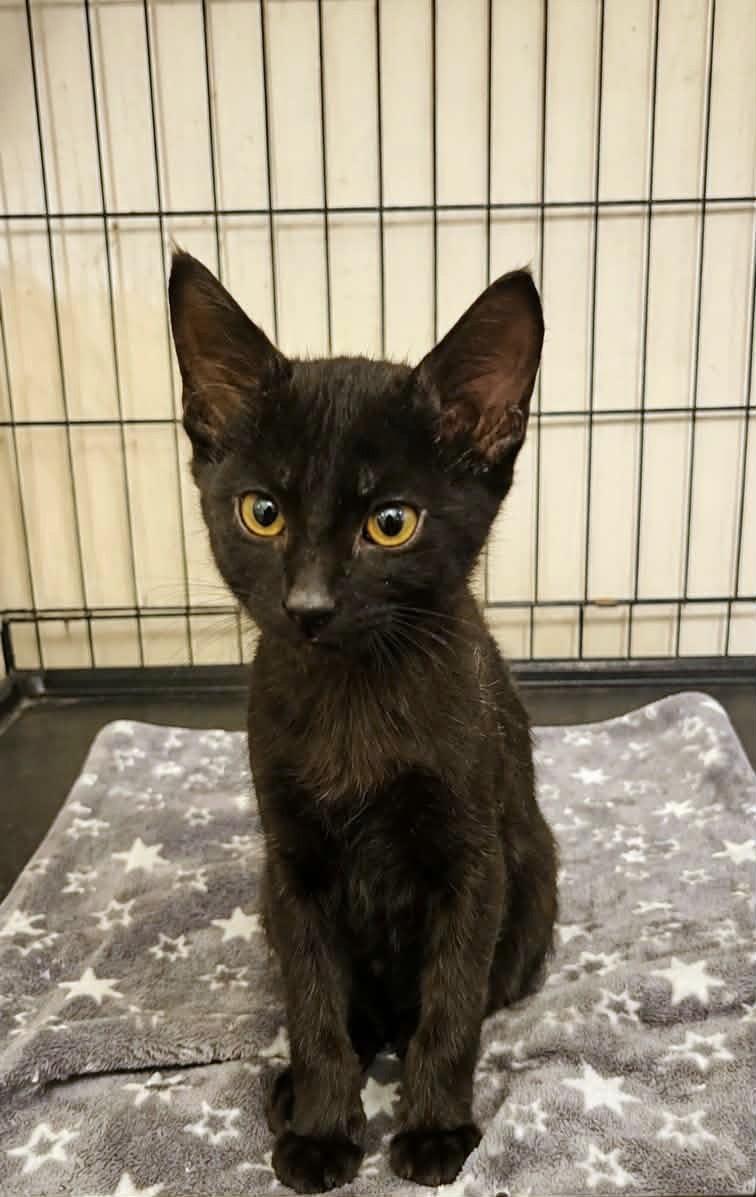 Enlarge Jasper, an adopted Domestic Short Hair in Yuba City, CA image 1/1