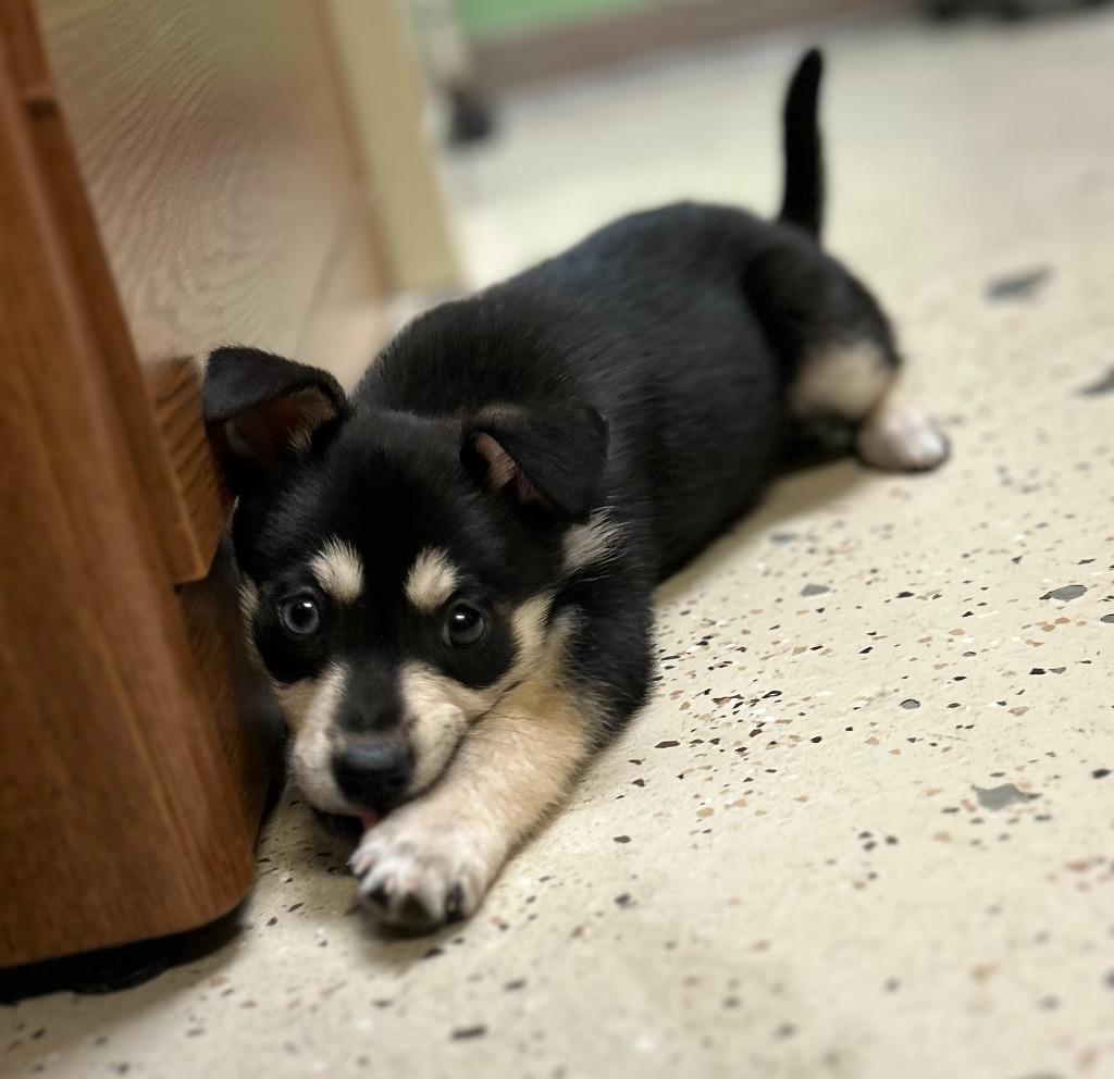 Crouton, Adopted, Puppy Female Husky & Pomeranian.
