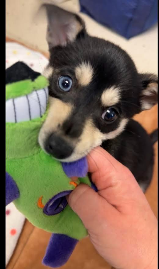 Enlarge Crouton, a Adopted mixed breed in Blountville, TN image 2/2