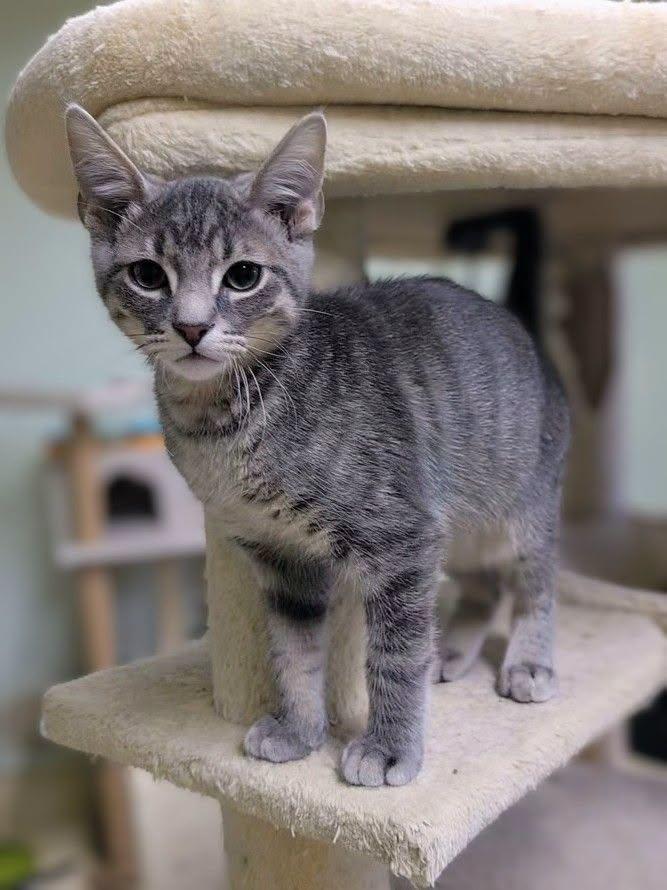 Enlarge Watson, a Adopted Domestic Short Hair in Newburgh, IN image 1/1
