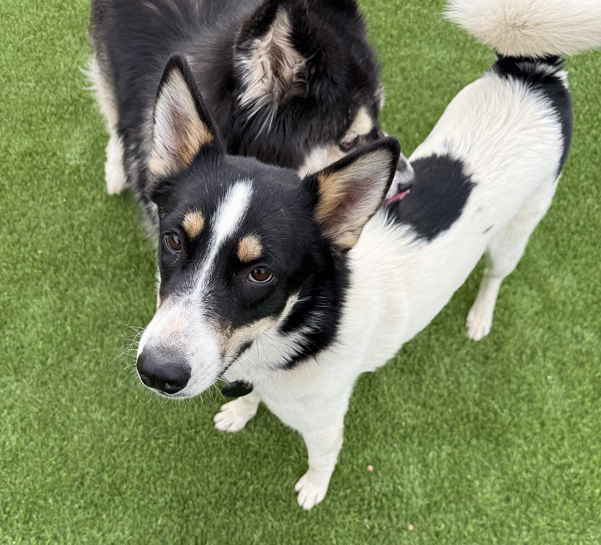 Enlarge Newton, a ADOPTABLE mixed breed in Scottsdale, AZ image 5/6