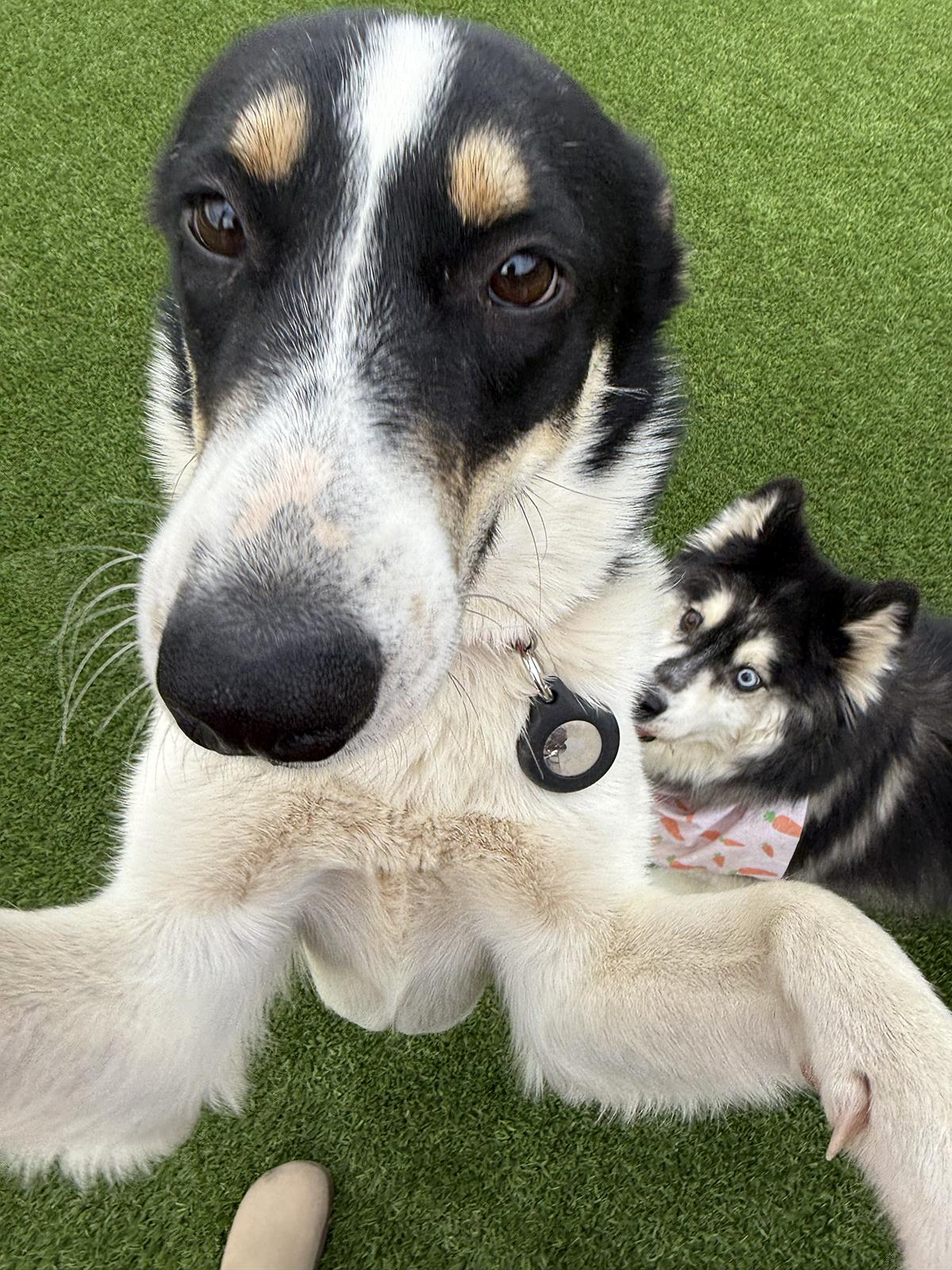 Enlarge Newton, a ADOPTABLE mixed breed in Scottsdale, AZ image 2/6