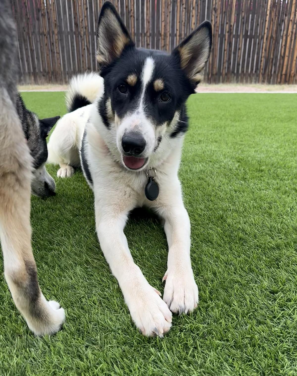 Enlarge Newton, a ADOPTABLE mixed breed in Scottsdale, AZ image 1/6