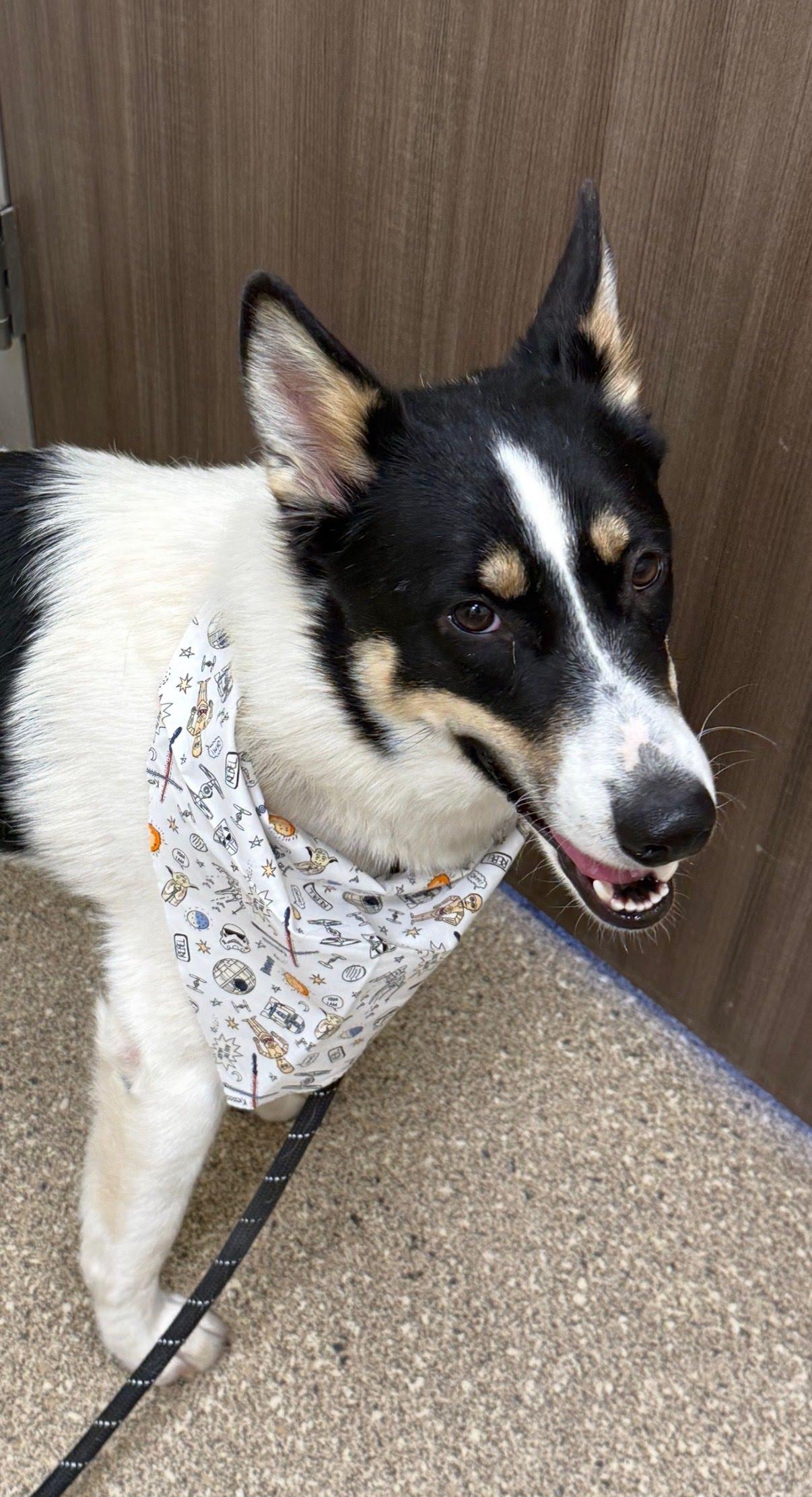 Enlarge Newton, a ADOPTABLE mixed breed in Scottsdale, AZ image 6/6