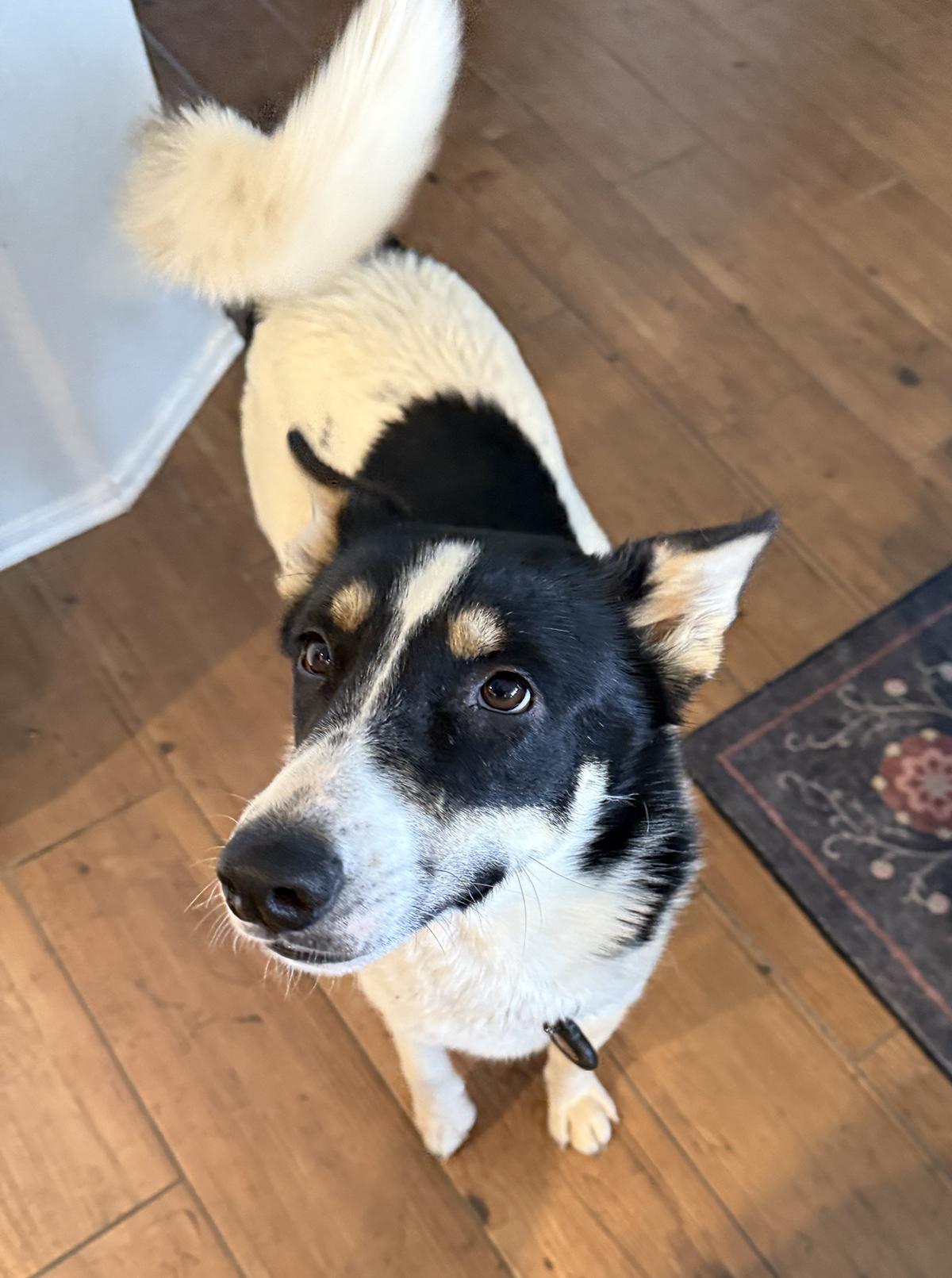 Enlarge Newton, a ADOPTABLE mixed breed in Scottsdale, AZ image 4/6