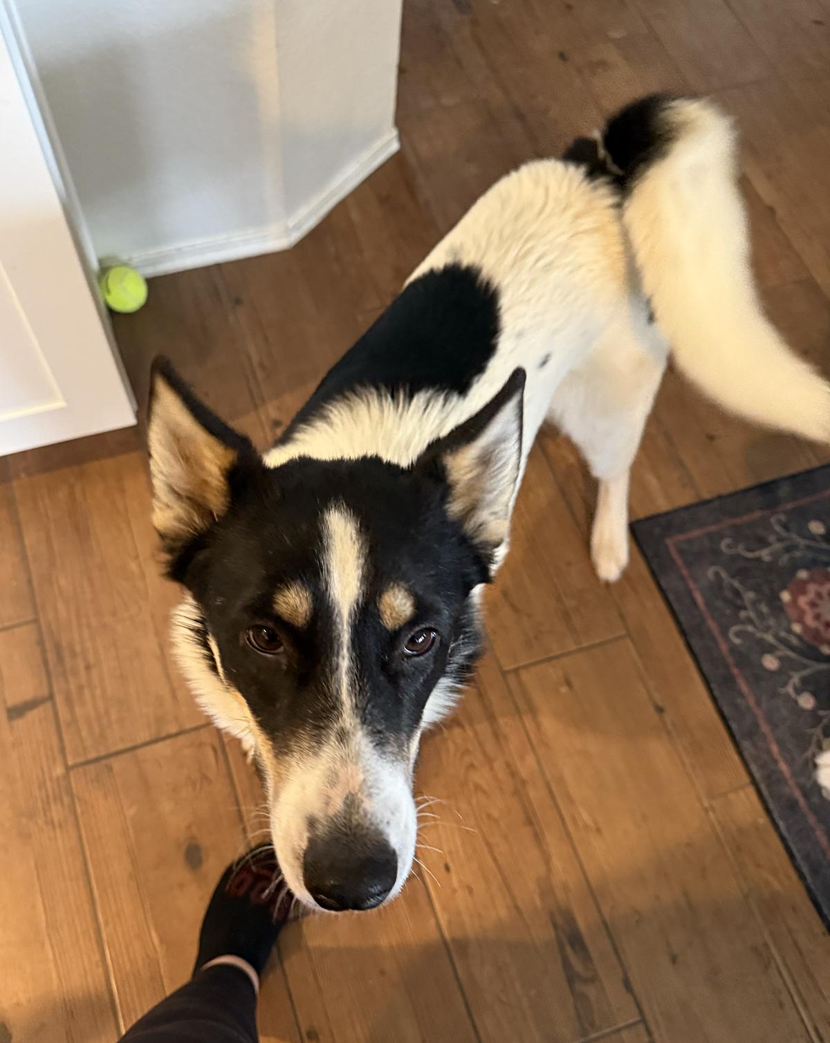Enlarge Newton, a ADOPTABLE mixed breed in Scottsdale, AZ image 3/6